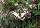 IMG 2431    Diese Aufnahme von Papilio machaon gelang mir auf dem Gargitt bei Lüsen, Südtirol.
