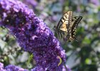 IMG 2540    Schwalbenschwanz (Papilio machaon)
