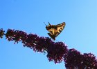IMG 2546    Schwalbenschwanz (Papilio machaon)