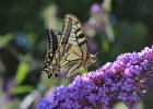 IMG 2559    Schwalbenschwanz (Papilio machaon)