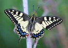 IMG 4374    Auch dieser  Schwalbenschwanz (Papilio machaon) ist frisch geschlüpft.