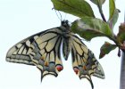 IMG 4384    Das gleiche, frisch geschlüpfte Weibchen des  Schwalbenschwanz (Papilio machaon) nochmal, allerdings von unten.