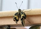 IMG 5936    Papilio machaon direkt nach dem Schlupf und noch ziemlich "verknittert". Der Falter wird nun mit dem Rücken nach unten seine Flügel mit Blut aufblasen und so ausbreiten.