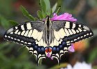 IMG 5943    Ein Schwalbenschwanz (Papilio machaon) auf einer Aster.