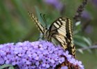 IMG 8172    Papilio machaon beim Ruhen auf einem Sommerflieder.