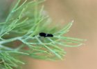IMG 8726    Ein fisch geschlüpftes, ca. 3 mm kleines Räupchen von Papilio machaon. Interessanterweise ist es in diesem Stadium schwarz-weiß gefärbt und mit Stacheln versehen.