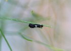 IMG 8731    Ein weiteres ca. 3-4 mm kleines Räupchen von Papilio machaon im starken Zoom.