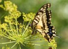IMG 8926    Papilio machaon bei der Eiablage an Dill.
