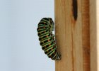 IMG 9167    Eine Raupe von Papilio machaon im Verpuppungsstadium. Sie hat sich mit Spinnfäden in der typischen gekrümmte Haltung "festgebunden".