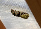 IMG 9830    Der Verpuppungsvorgang von Papilio machaon: Die Puppe fängt gerade an, ihre letzte Raupenhülle (Haut) abzustreifen.