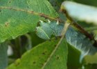 IMG 4776    Eine Raupe des Abendpfauenauges (Smerinthus ocellata) beim Fressen an Salweide. Schön zu sehen, wie sie mit den Vorderbeinen das Blatt (oder besser sich selber) "festhält".