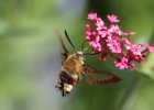 IMG 2021    Ein mittlerweile ziemlich abgeflogenes Exemplar von Hemaris fuciformis.