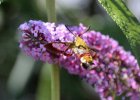 IMG 7949    Ein Hummelschwärmer (Hemaris fuciformis) zu Besuch am Schmetterlingsflieder. Sehr schön kann man die Flügel erkennen, die schon nach wenigen Minuten Flug transparent werden.