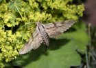 IMG 6769    Der Kiefernschwärmer oder auch Tannenpfeil (Sphinx pinastri) beim Schwirrflug an Frauenmantel.