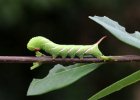 IMG 5360    Die L3 Raupe des Ligusterschwärmers (Sphinx ligustri).