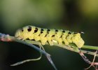 IMG 5724    Oder diese Farbkombination - L4 Raupe des mittleren Weinschwärmers (Deilephila elpenor).