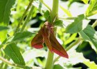 IMG 6795    Der mittlere Weinschwärmer (Deilephila elpenor)
