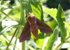 IMG 6798    Der mittlere Weinschwärmer (Deilephila elpenor).