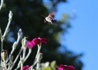 IMG 2631    Taubenschwänzchen (Macroglossum stellatarum)