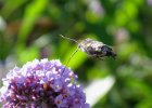 IMG 3142    Taubenschwänzchen (Macroglossum stellatarum)