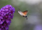 IMG 3499    Ein Taubenschwänzchen (Macroglossum stellatarum) an Sommerflieder