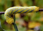 IMG 6144    Die Raupe des Totenkopfschwärmers (Acherontia atropos) hat ein sehr schönes Rückenmuster. Die Raupe ist so "fett", dass sie fast platzt.