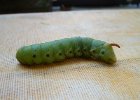 ALIM9185    Die Raupe des Windenschwärmers (Agrius convolvuli) ist riesig (~ 8 cm!!).