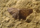 IMG 0341    Unscheinbarer Nachtfalter: der Graue Zwergspanner (Idaea seriata)