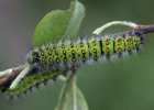 IMG 6643    Raupen des kleinen Nachtpfauenauges (Saturnia pavonia)