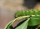 IMG 6680    Die Raupe des kleinen Nachtpfauenauges (Saturnia pavonia) - man erkennt gut die 3 Paar Vorderfüße und die wie Saugglocken ausgebildeten hinteren Schieber.