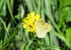 IMG 3550    Der Alpen-Gelbling oder Grünliche Heufalter (Colias phicomone)