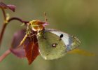 IMG 7894    Der Alpen-Gelbling oder Grünliche Heufalter (Colias phicomone)