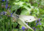 IMG 0098    Großer Kohlweißling (Pieris brassicae)
