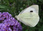 IMG 0108    Großer Kohlweißling (Pieris brassicae)