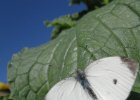 IMG 0528    Großer Kohlweißlings (Pieris brassicae)