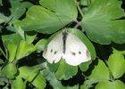 IMG 0564    Großer Kohlweißling (Pieris brassicae)