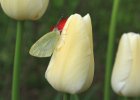 IMG 1190    Pieris Rapae tarnt sich ein eine weißen Tulpe