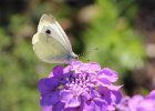 IMG 2621    Großer Kohlweißling (Pieris brassicae)