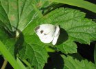 IMG 2854    Großer Kohlweißling (Pieris brassicae)