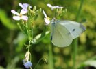 IMG 3336    Großer Kohlweißling (Pieris brassicae)