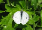IMG 3415    Großer Kohlweißlings (Pieris brassicae)