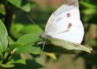 IMG 4942    Pieris rapae - der kleine Kohlweißling