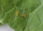 IMG 8225    Eier und Räupchen des großen Kohlweißlings (Pieris Brassicae) auf einem Blatt. Die Räupchen sind gesellig.