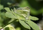 IMG 8716    Pieris rapae (kleiner Kohlweißling) bei der Paarung