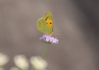 IMG 1133    Der Postillon (Colias croceus), Sermerio, Gardasee, Italien