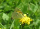 IMG 3539    Der Postillon (Colias croceus)