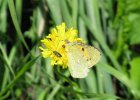 IMG 3550    Der Postillon (Colias croceus)