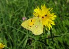 IMG 3608    Der Postillon (Colias croceus)