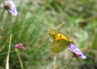 IMG 3828    Der Postillon (Colias croceus)