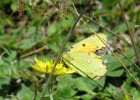 IMG 3865    Der Postillon (Colias croceus) - aber schon arg zerrupft.